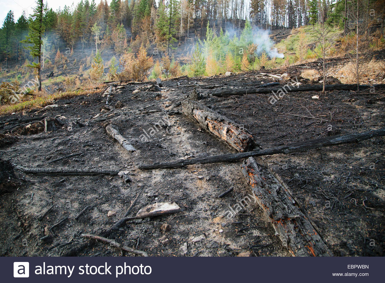 Forest Fire Aftermath Stock Photos & Forest Fire Aftermath Stock Images