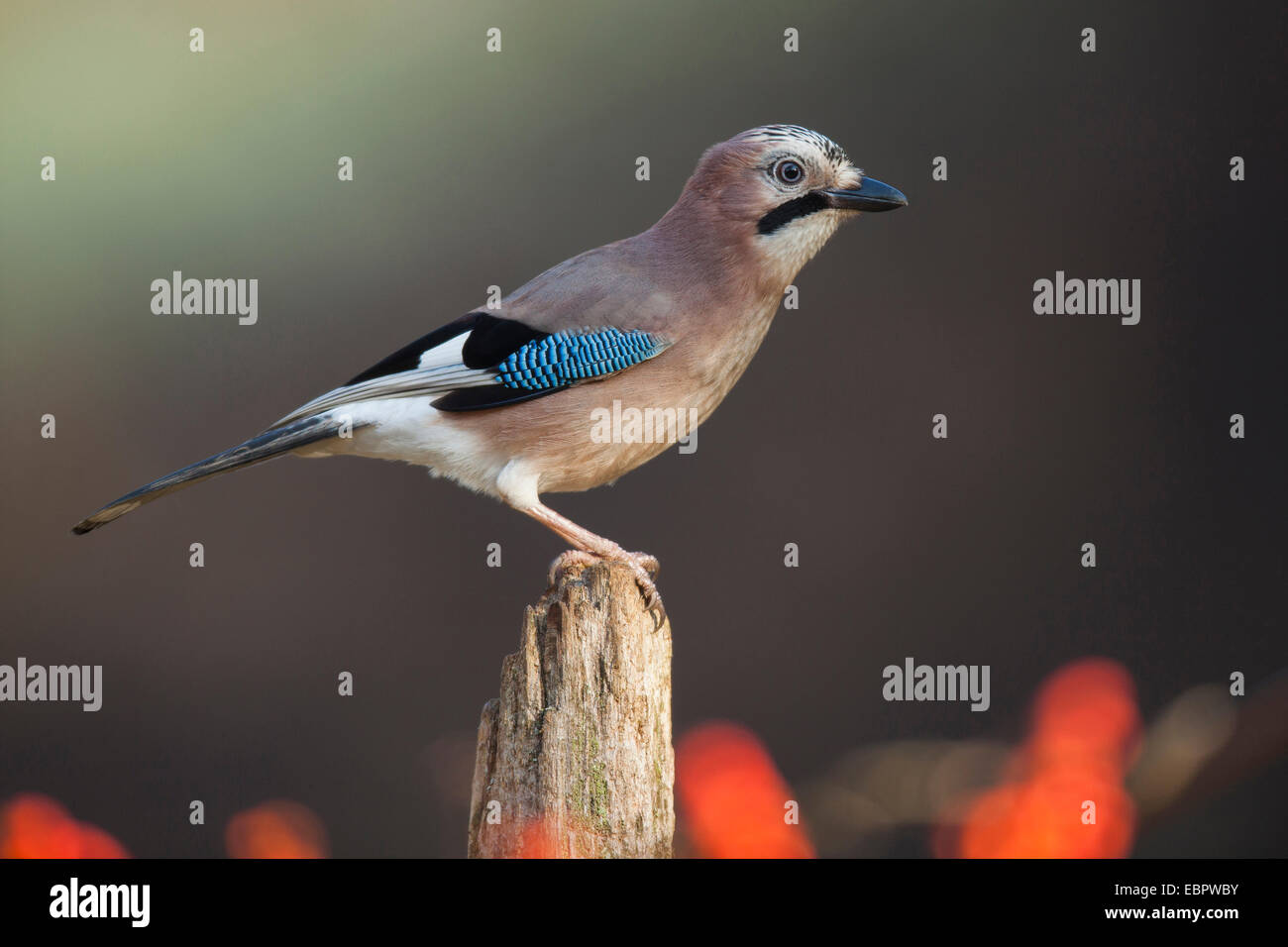 jay (Garrulus glandarius), on a tree snag, Germany, Rhineland-Palatinate Stock Photo