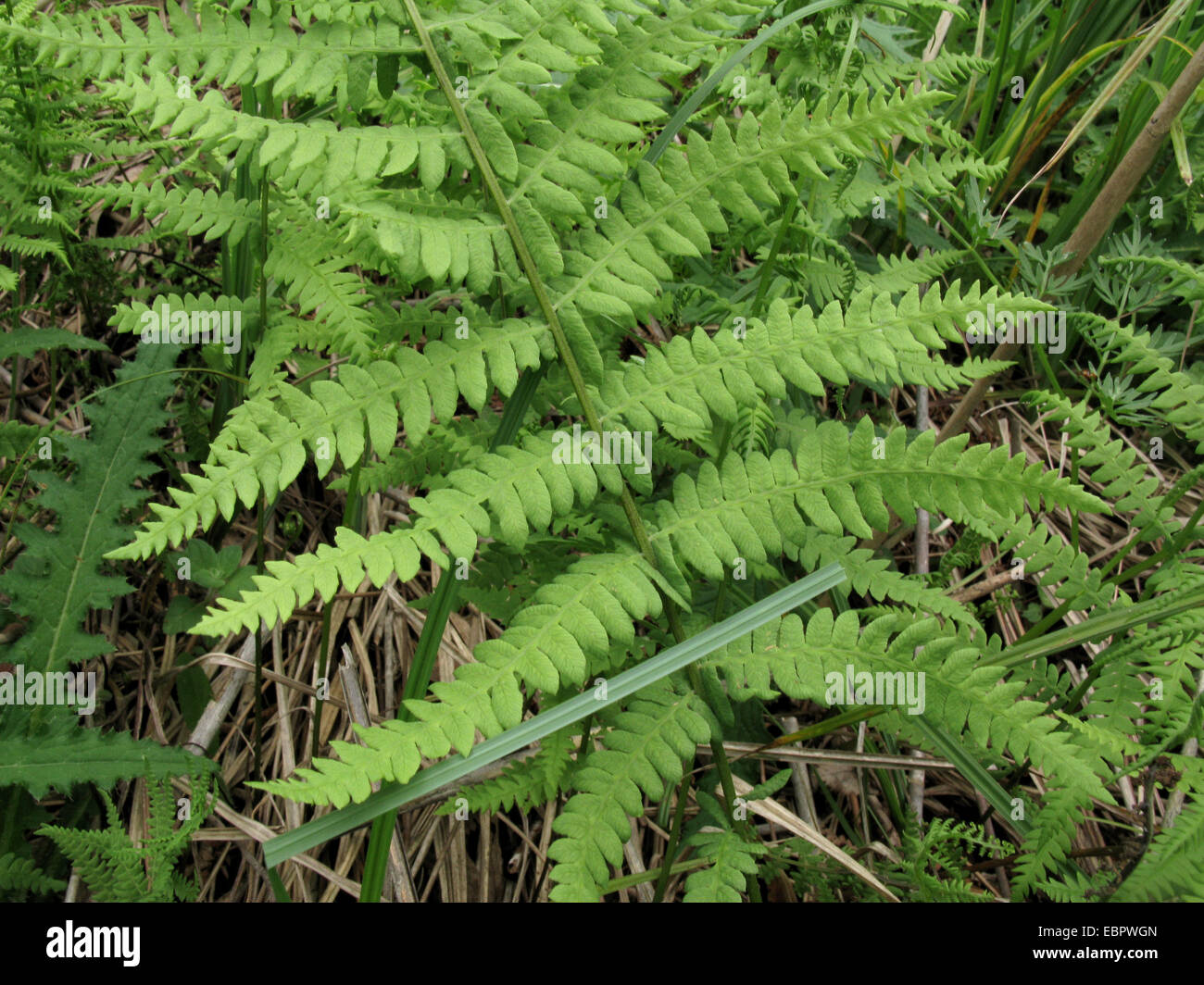 marsh fern (Thelypteris palustris), detail of a frond, Germany, North Rhine-Westphalia Stock Photo