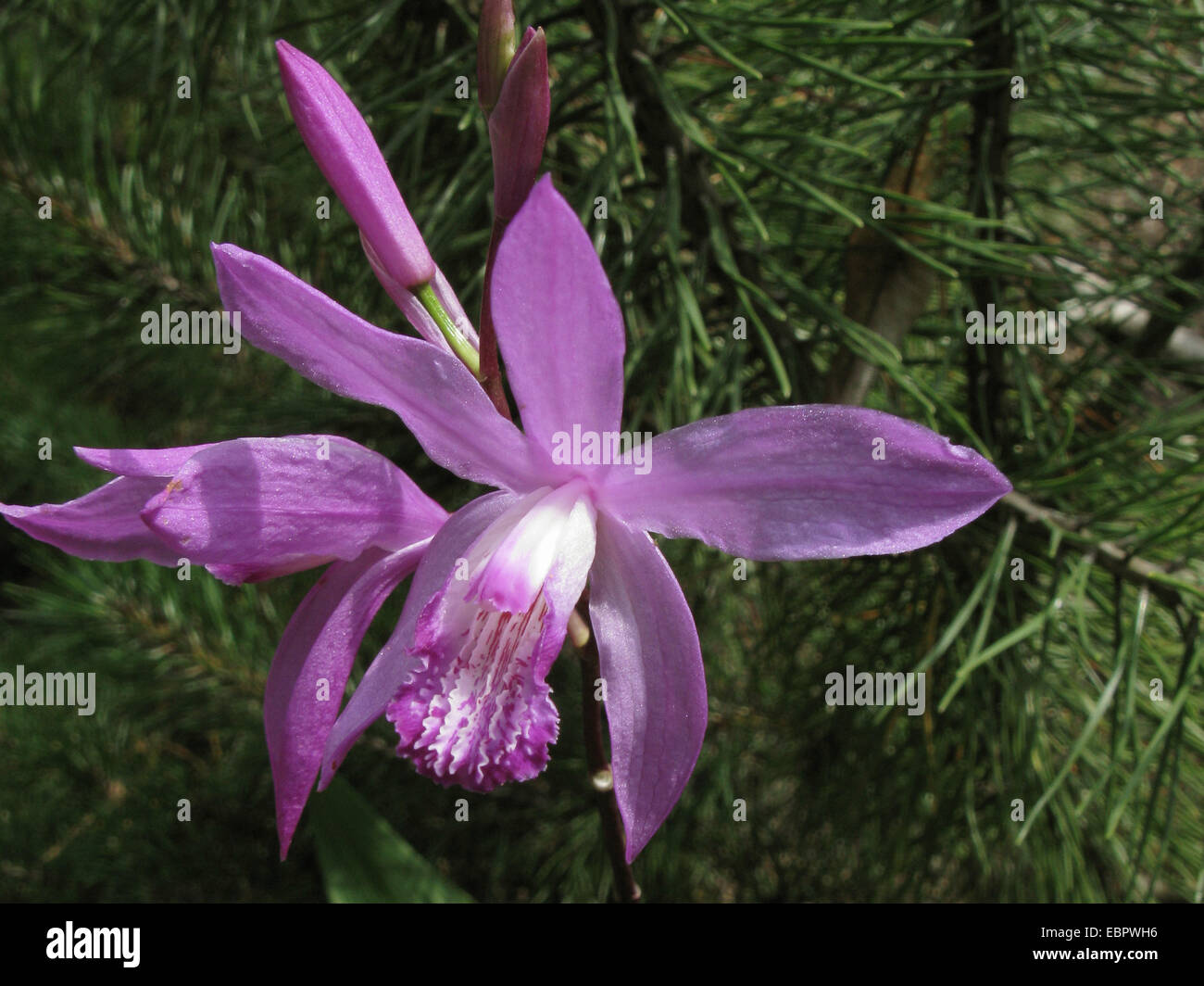 Hardy Orchid, Chinese Ground Orchid (Bletilla striata), flower Stock Photo