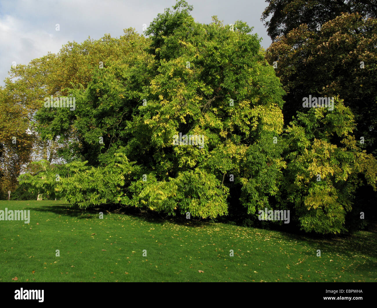 European hackberry, nettle tree (Celtis australis), tree in autumn colours in a park Stock Photo