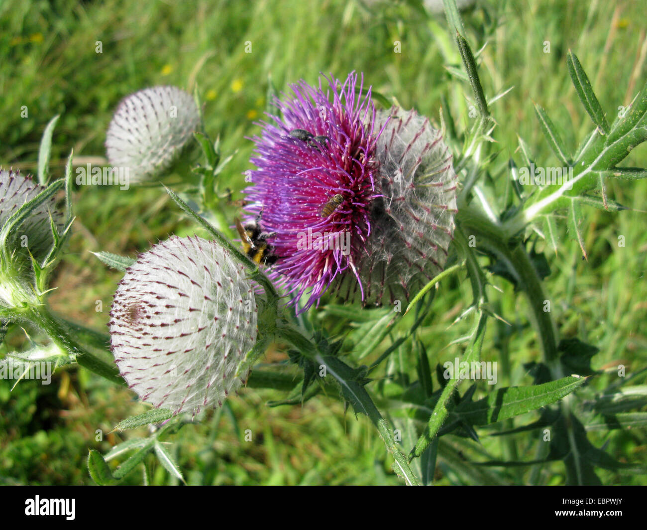 woolly thistle (Cirsium eriophorum), blooming, Germany, Baden-Wuerttemberg Stock Photo