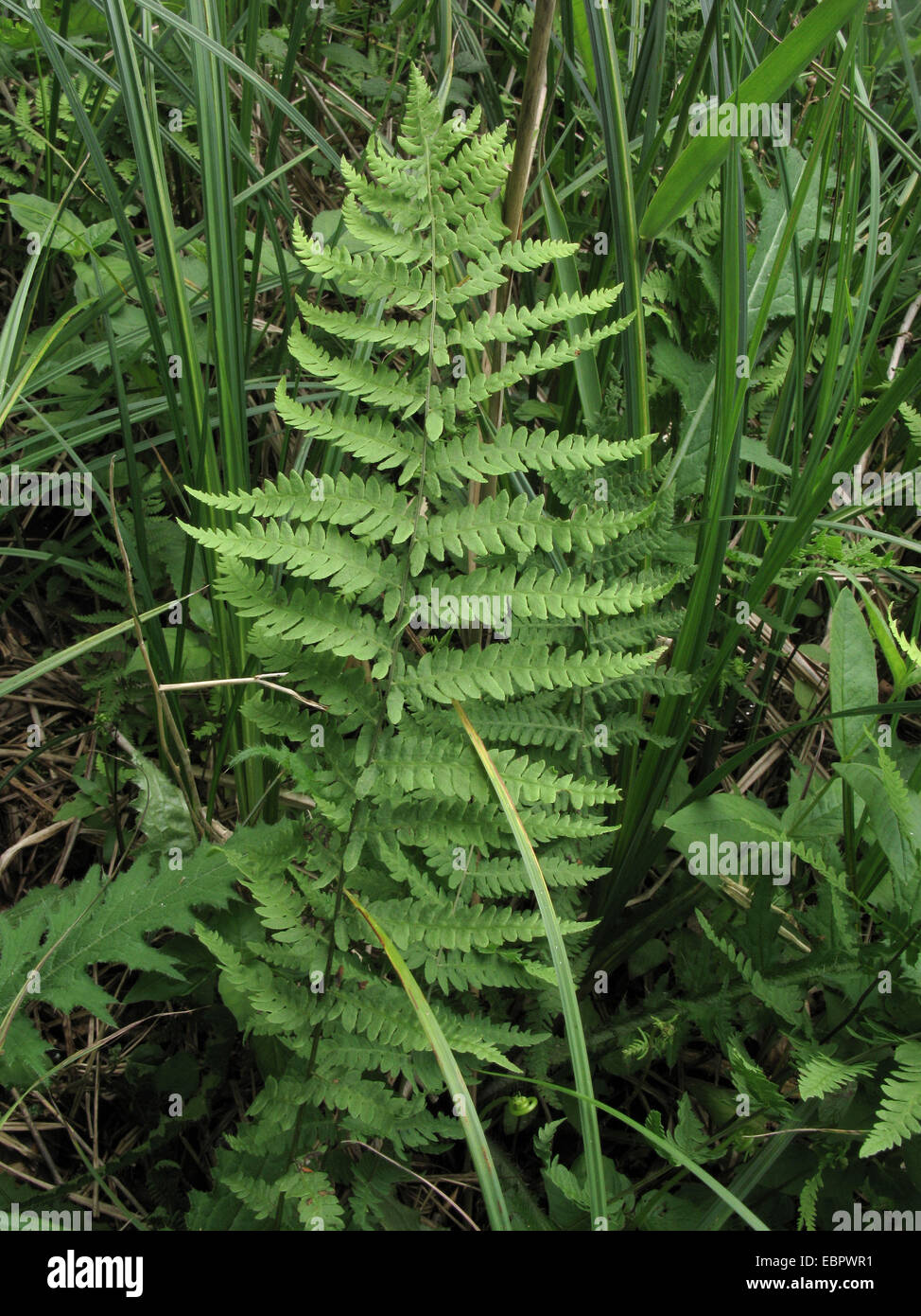 marsh fern (Thelypteris palustris), frond, Germany, North Rhine-Westphalia Stock Photo