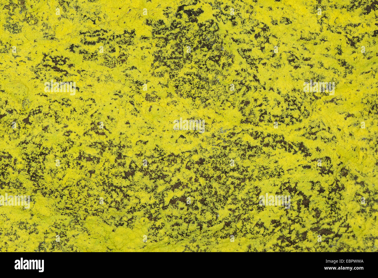 Sulfur dust lichen (Chrysothrix chlorina, Lepraria chlorina), on a rock, Germany Stock Photo