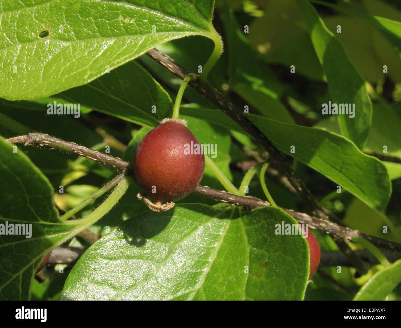 European hackberry, nettle tree (Celtis australis), fruit Stock Photo