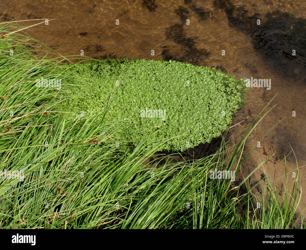 common water-starwort, European water-starwort (Callitriche palustris agg.), in a clear creek, Germany, North Rhine-Westphalia Stock Photo
