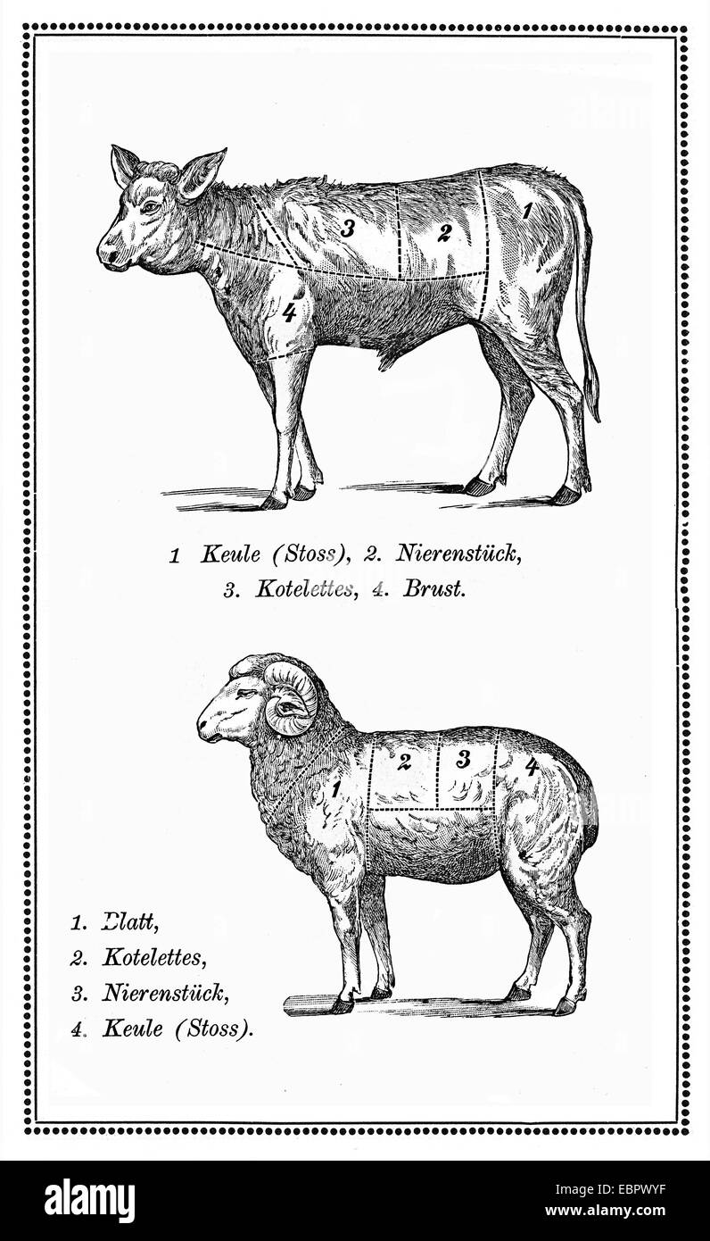 Old calf and mutton chart with numbered cuts Stock Photo