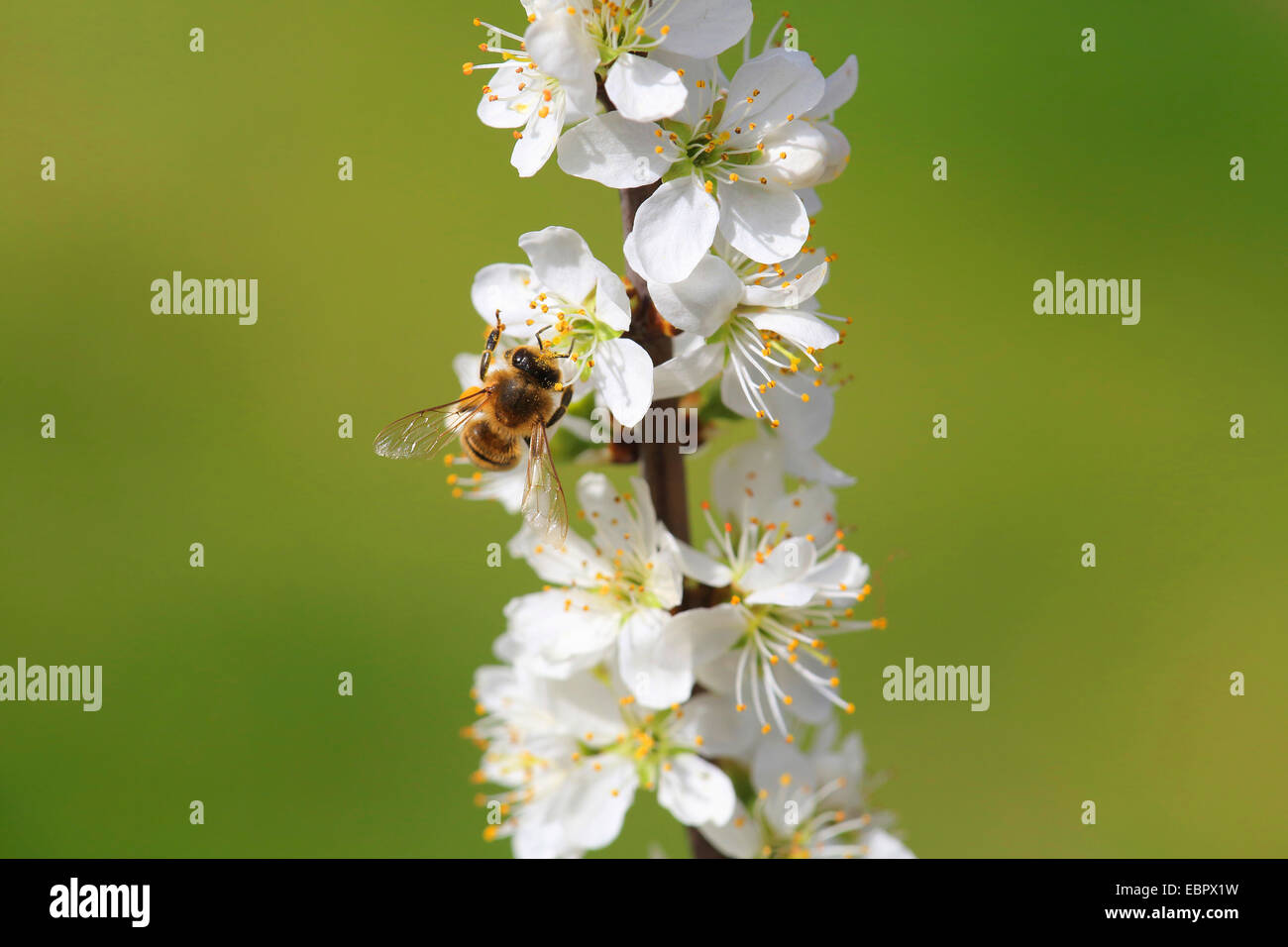 blackthorn, sloe (Prunus spinosa), flowering twig with bee, Germany Stock Photo