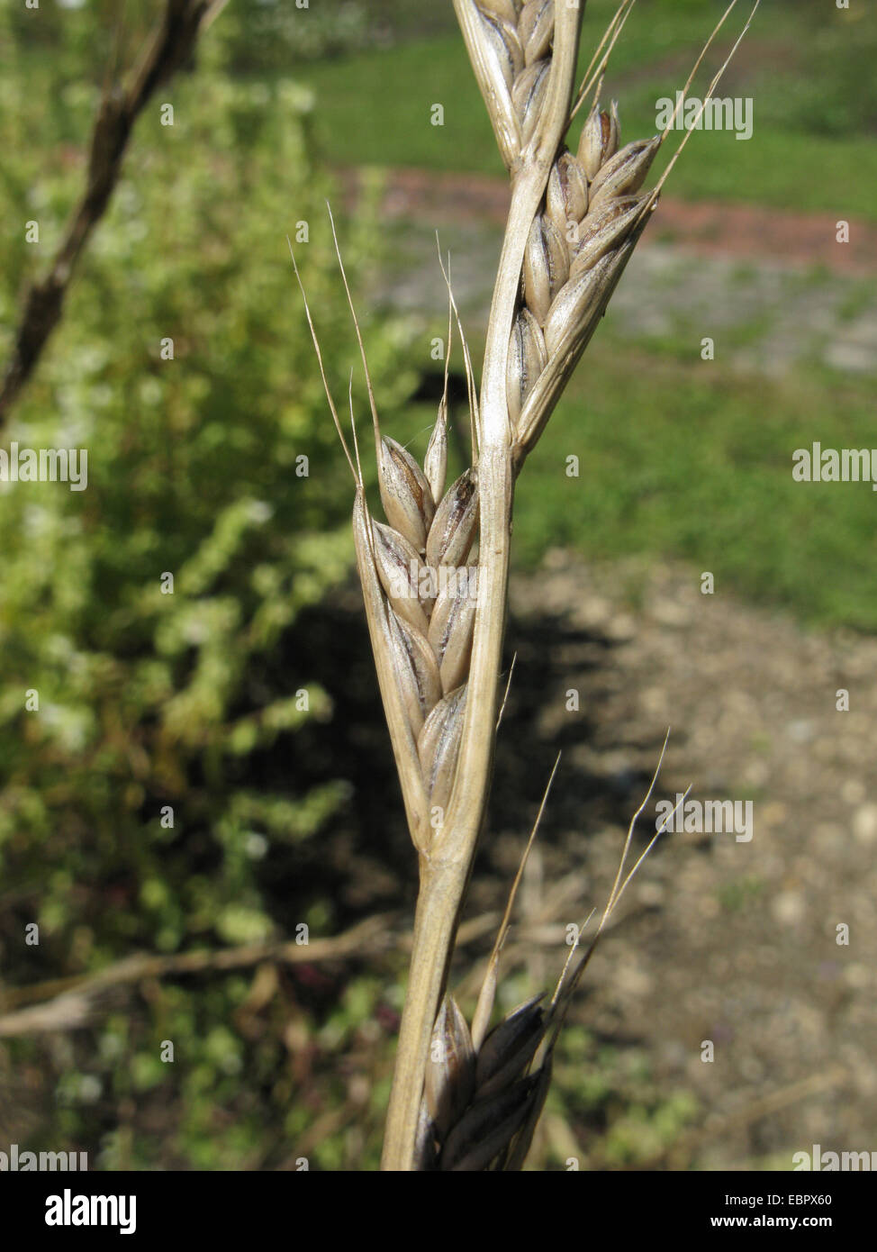 bearded darnel, poison rye-grass (Lolium temulentum), ripe spikelets, Germany Stock Photo