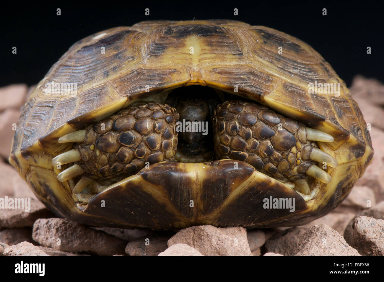 Russian tortoise / Agrionemys horsfieldii Stock Photo