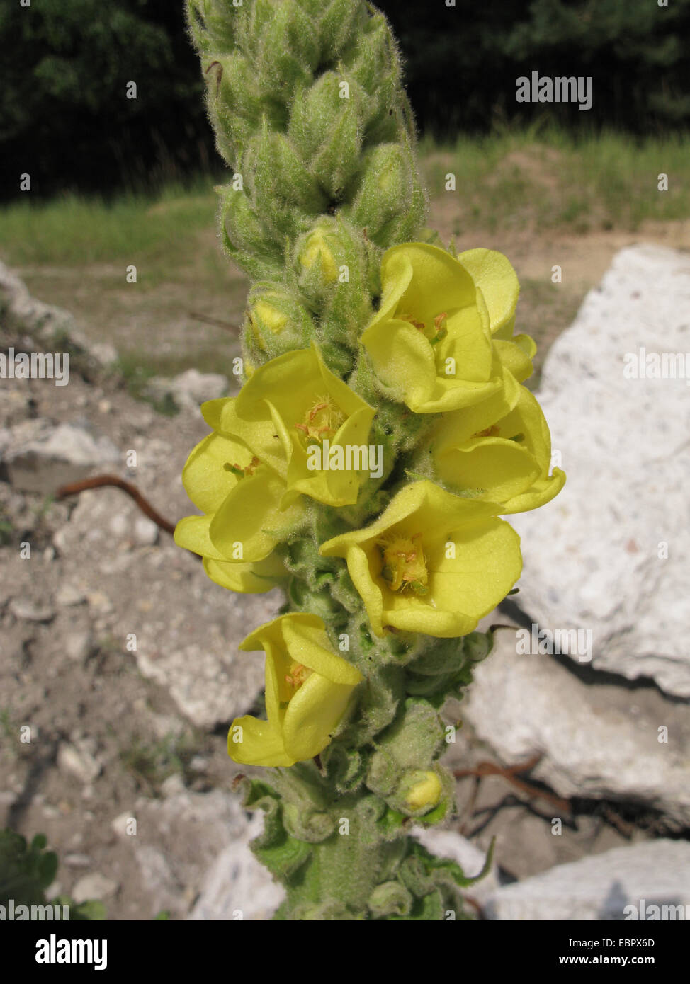Mullein plant (verbascum densiflorum) in bloom at garden Photo