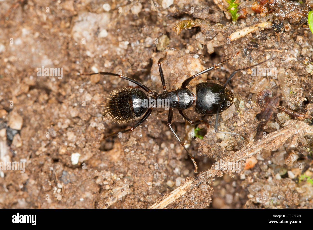 Camponotus aethiops hi-res stock photography and images - Alamy