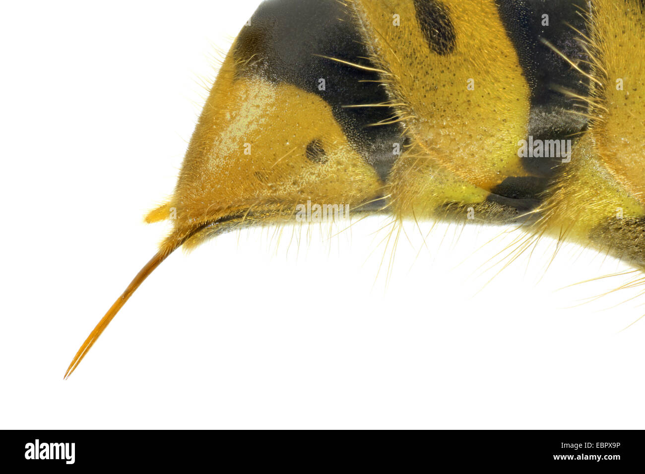 common wasp (Vespula vulgaris, Paravespula vulgaris), macro shot of an ovipositor of a queen Stock Photo