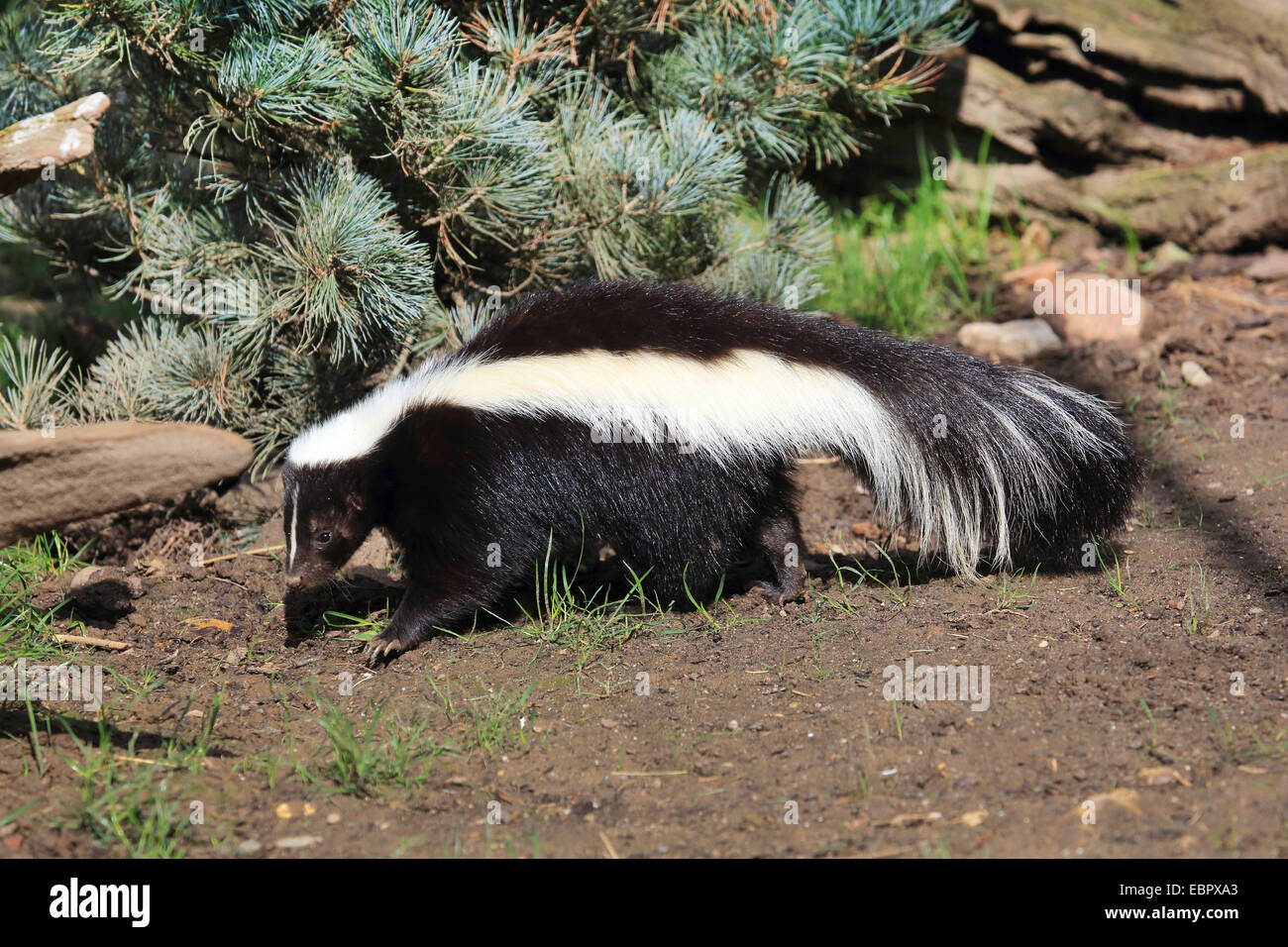 striped skunk (Mephitis mephitis), lateral Stock Photo