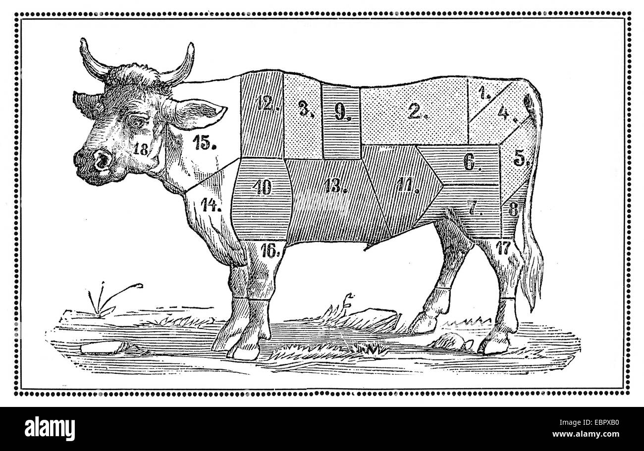 old beef chart with numbered cuts Stock Photo