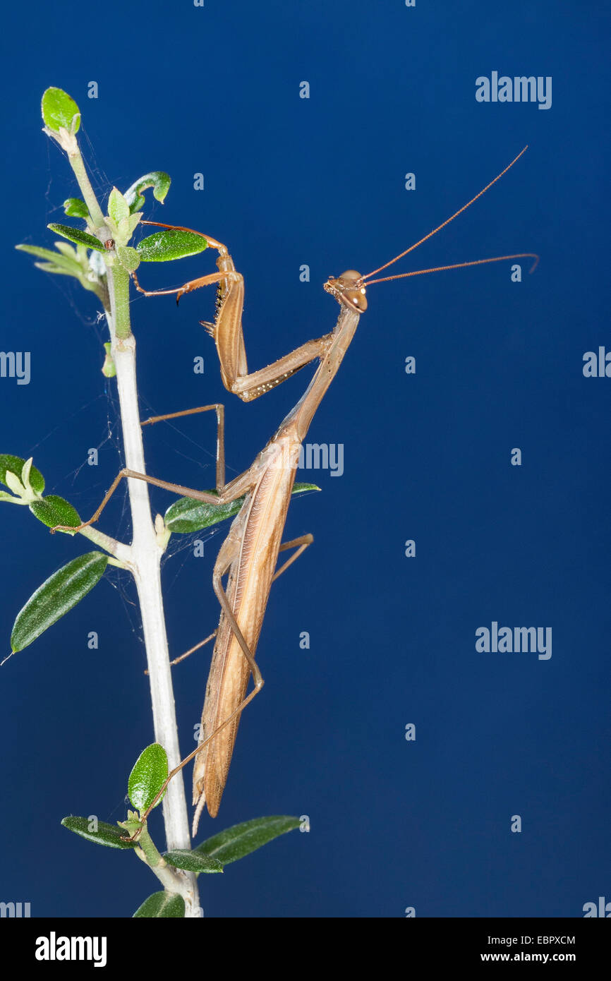 European preying mantis (Mantis religiosa), at a twig Stock Photo