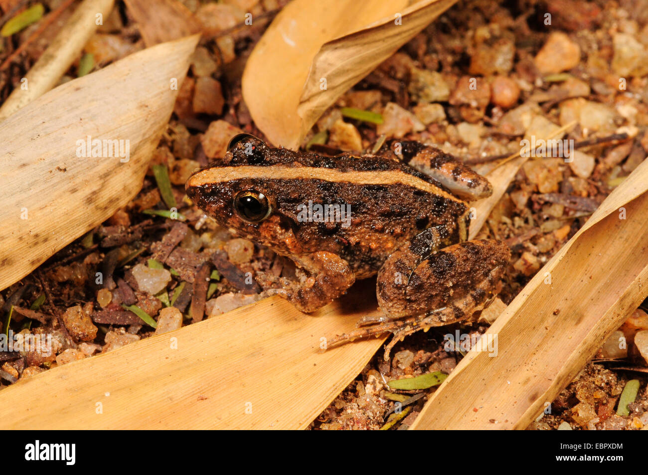 Fork-tongued frog (Fejervarya cf. kirtisinghei), sitting on the grpund well camouflaged, Sri Lanka, Sinharaja Forest National Park Stock Photo