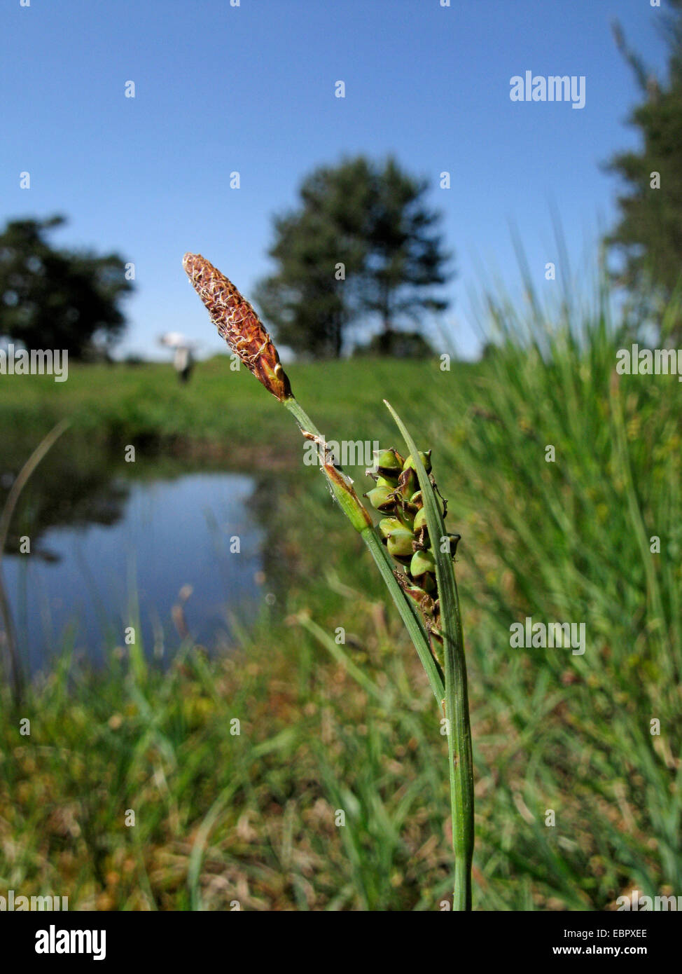 carnation sedge (Carex panicea), inflorescences, Germany, Lower Saxony Stock Photo