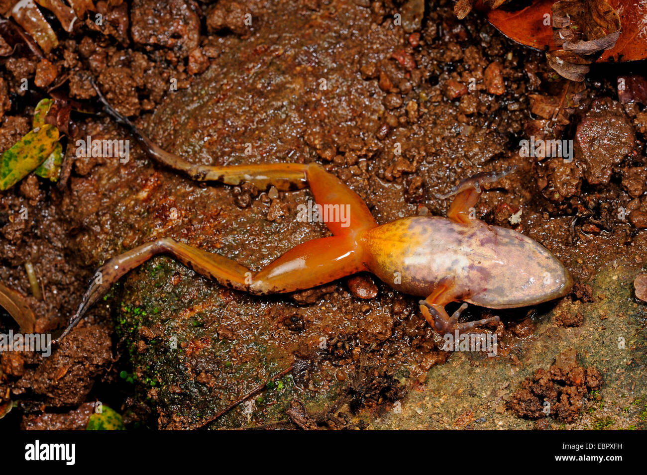 frog (Hylarana spec.), lying on ots back, Sri Lanka, Sinharaja Forest National Park Stock Photo