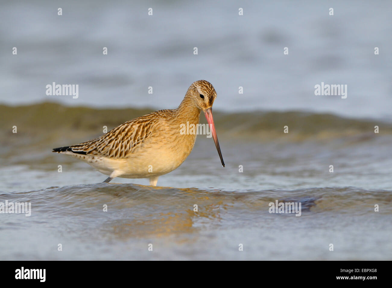 bar-tailed godwit (Limosa lapponica), on the feed in the surf of the Baltic Sea, Germany, Mecklenburg-Western Pomerania, Western Pomerania Lagoon Area National Park Stock Photo