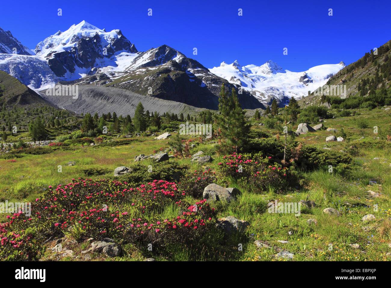 rust-leaved alpine rose (Rhododendron ferrugineum), fully blooming in front of pictoresque mountain sight, Switzerland, Graubuenden, Val Roseg, Oberengadin Stock Photo