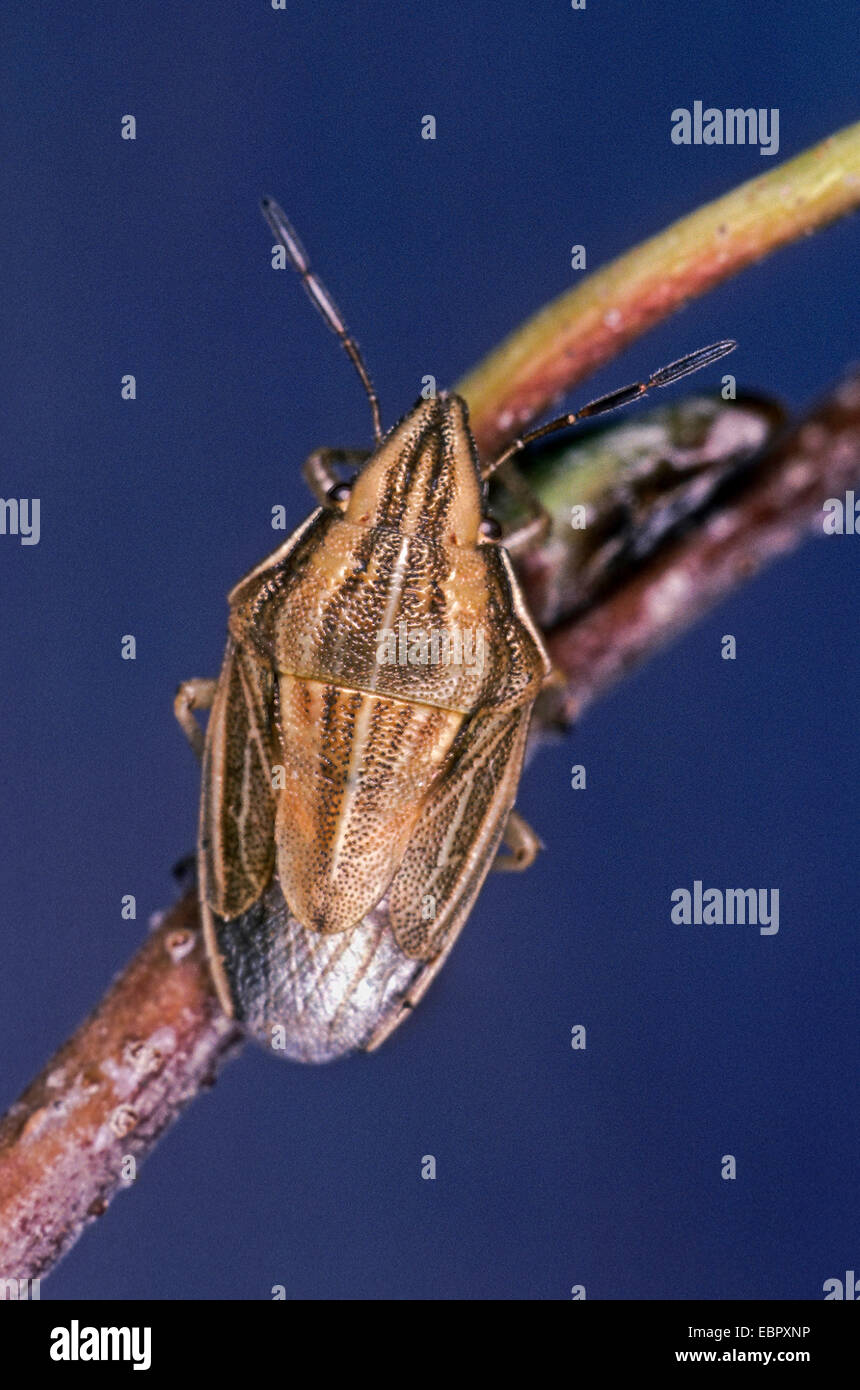 Bishop's mitre, Bishop's mitre bug (Aelia acuminata), on a twig, Germany Stock Photo