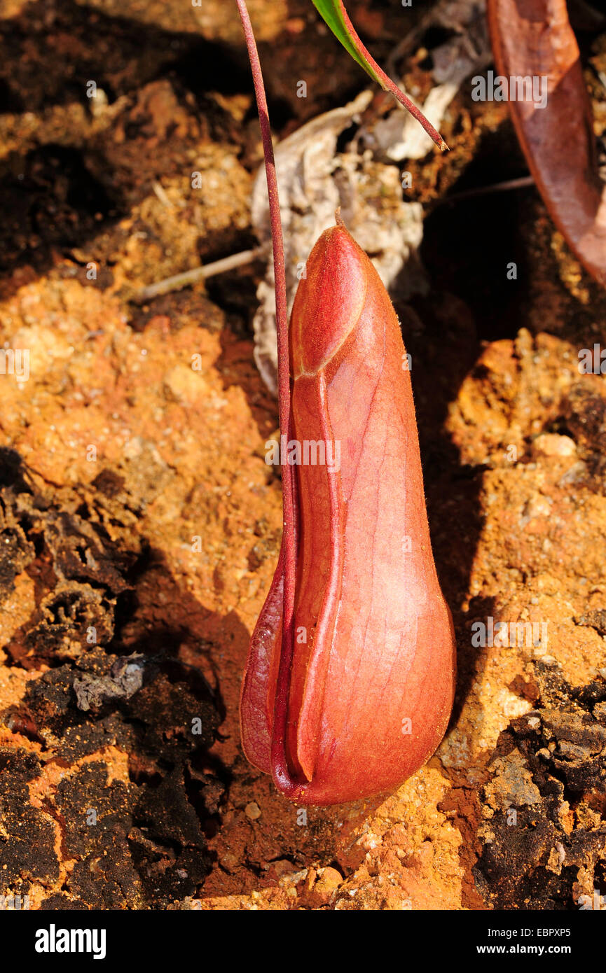 pitcher plant (Nepenthes spec.), closed Nepenthes, Sri Lanka, Sinharaja Forest National Park Stock Photo