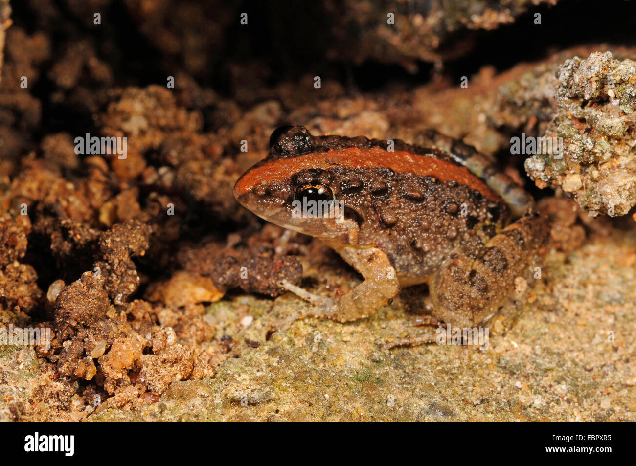 Fork-tongued frog (Euphlyctis cf. cyanophlyctis), sitting on a rock, Sri Lanka, Sinharaja Forest National Park Stock Photo