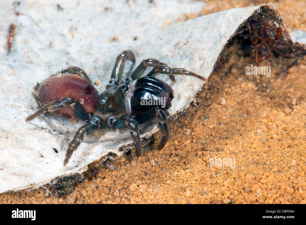 purse-web spider (Atypus affinis), on its web, Germany Stock Photo