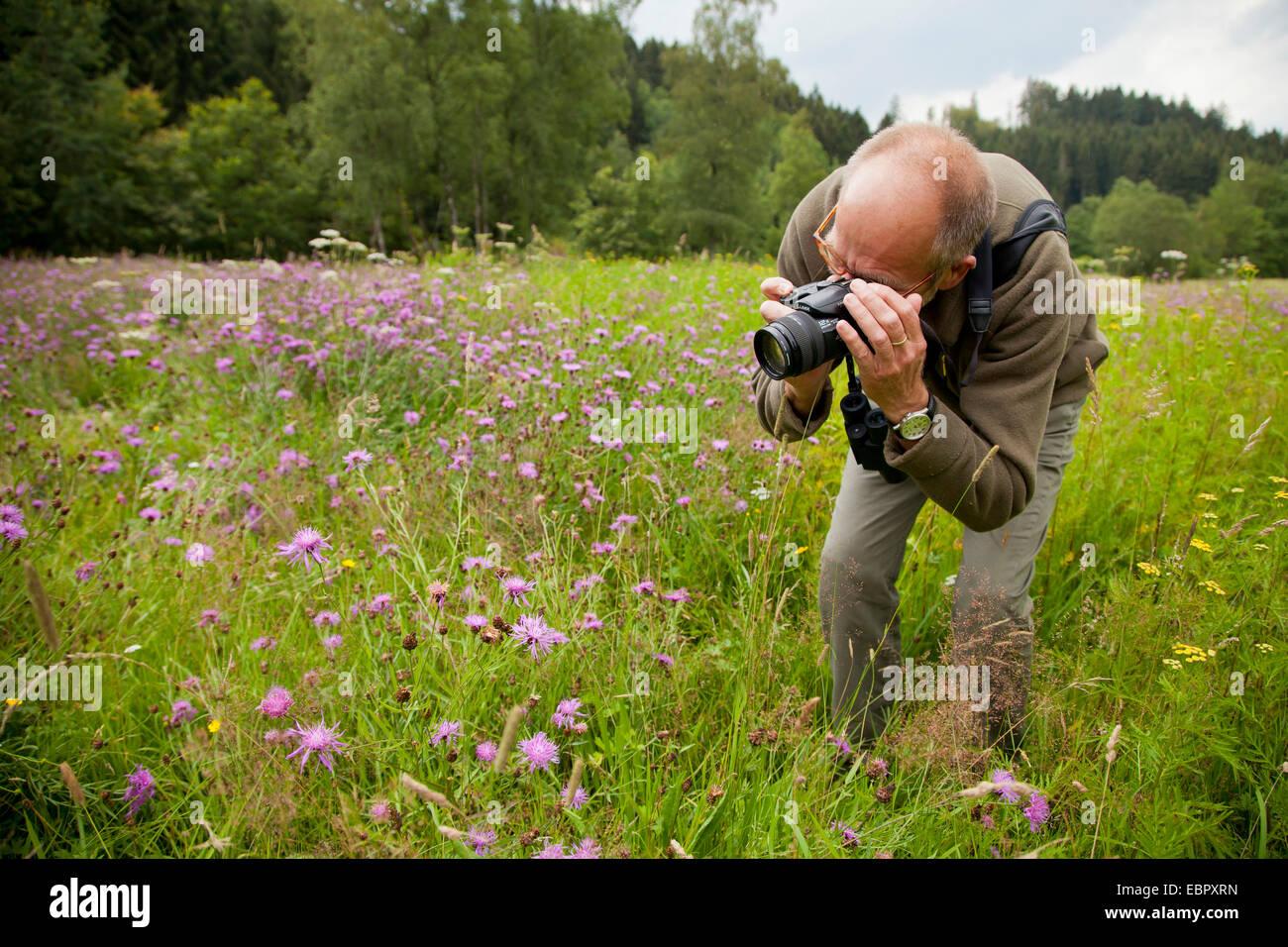 man taking photos of knapweeds in a meadow, Germany, Rhineland-Palatinate Stock Photo
