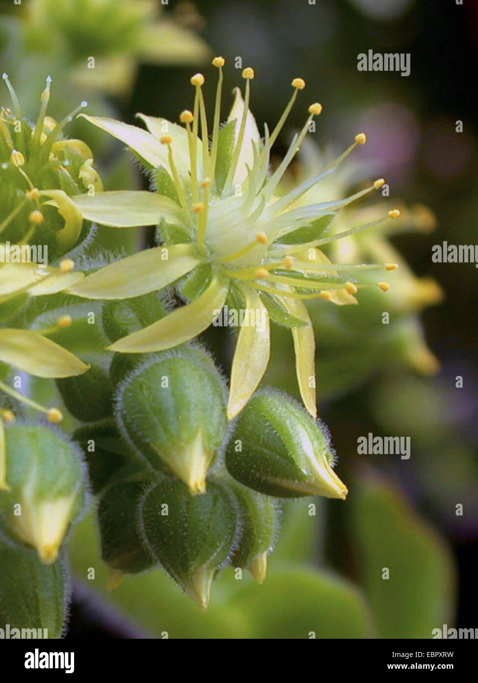 aeonium (Aeonium canariense), flower Stock Photo
