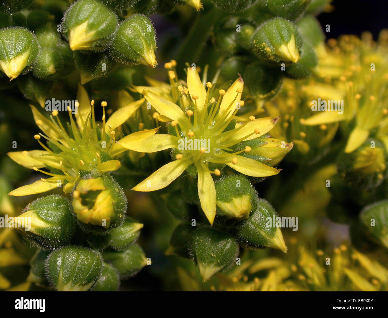 Aeonium (Aeonium cuneatum), blooming Stock Photo - Alamy