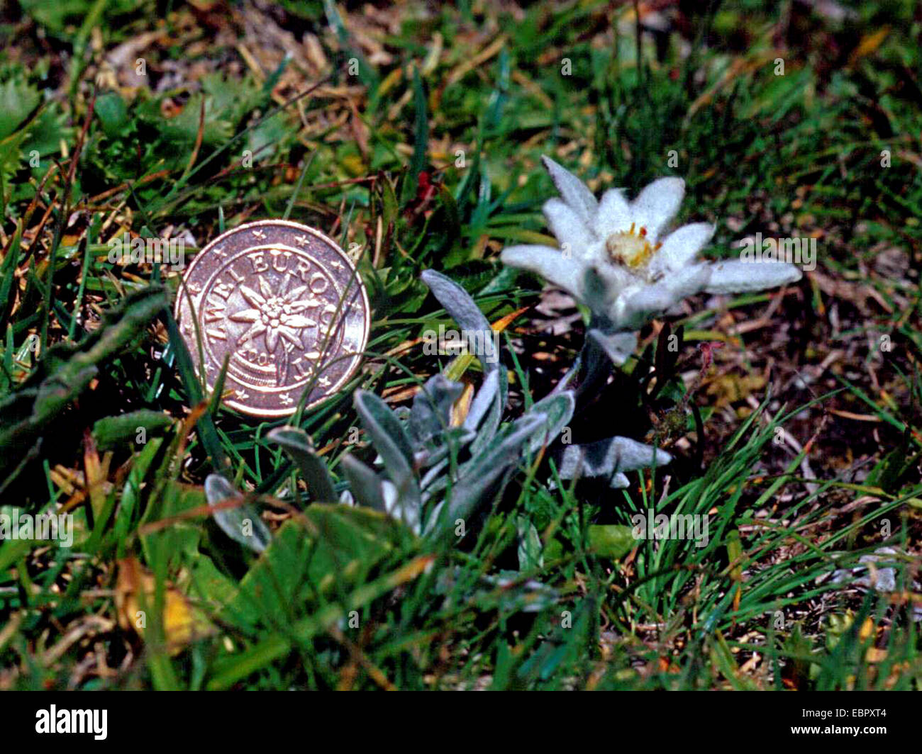 Edelweiss (Leontopodium alpinum, Leontopodium nivale), blooming beside an Austrian 2 Cent coin with edelweiss on it, Austria Stock Photo