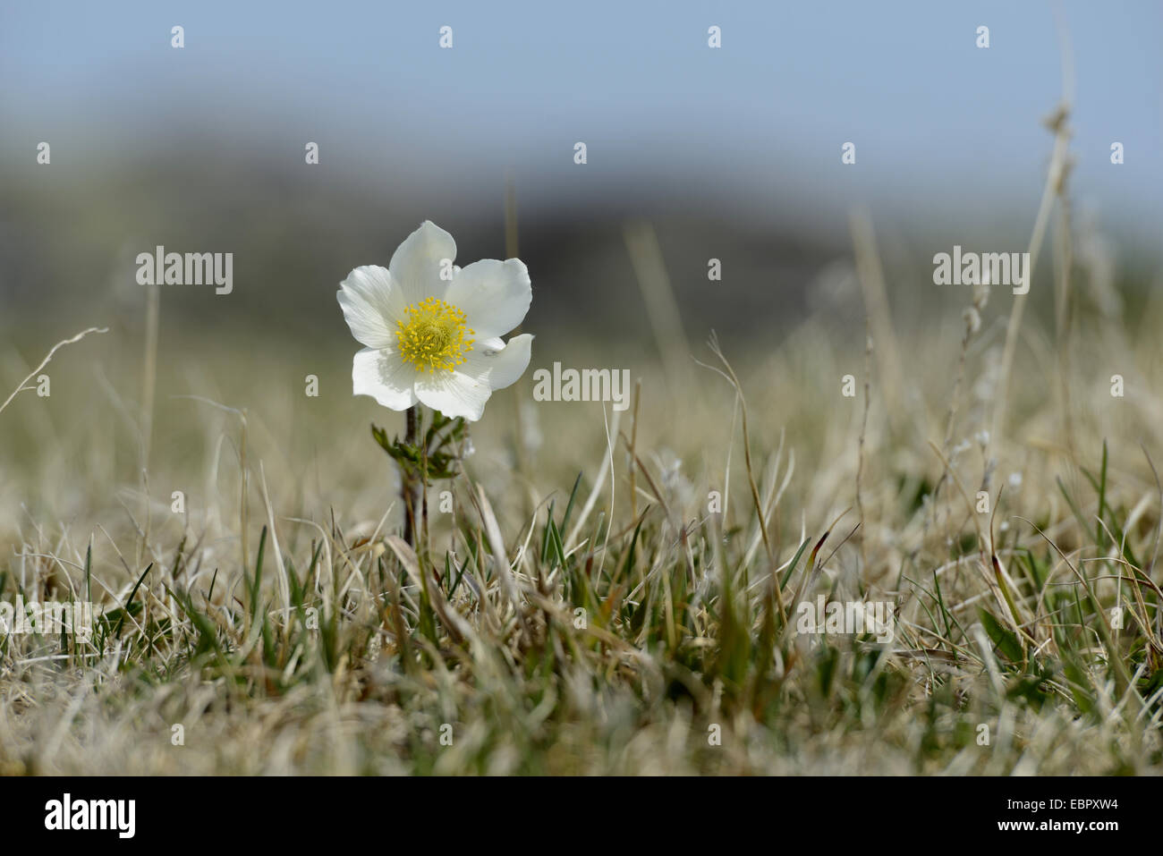 alpine anemone (Pulsatilla alpina), flower on a mountain meadow, Austria, Styria Stock Photo