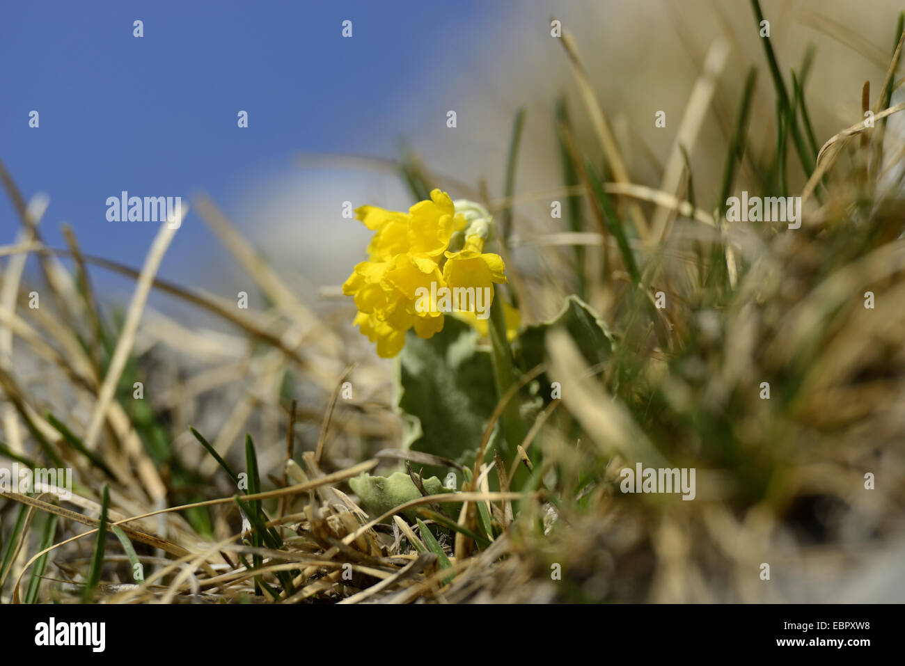 Dusty Miller, Garden Auricula (Primula auricula), blooming, Austria, Styria Stock Photo