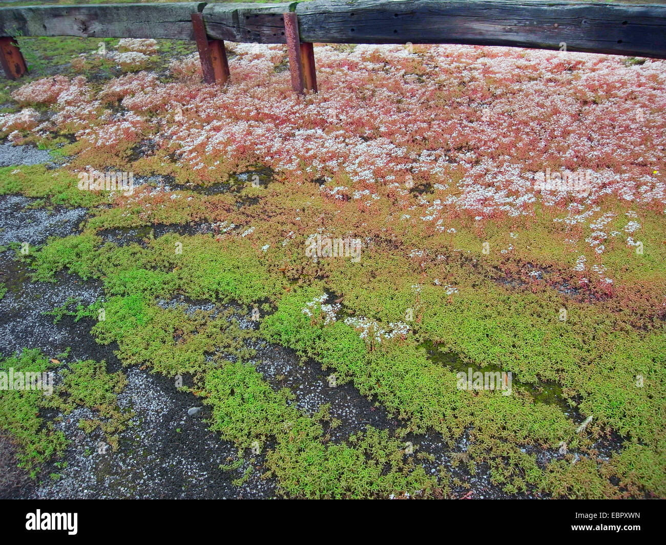 white stonecrop (Sedum album), blooming on a parking lot, Germany Stock Photo