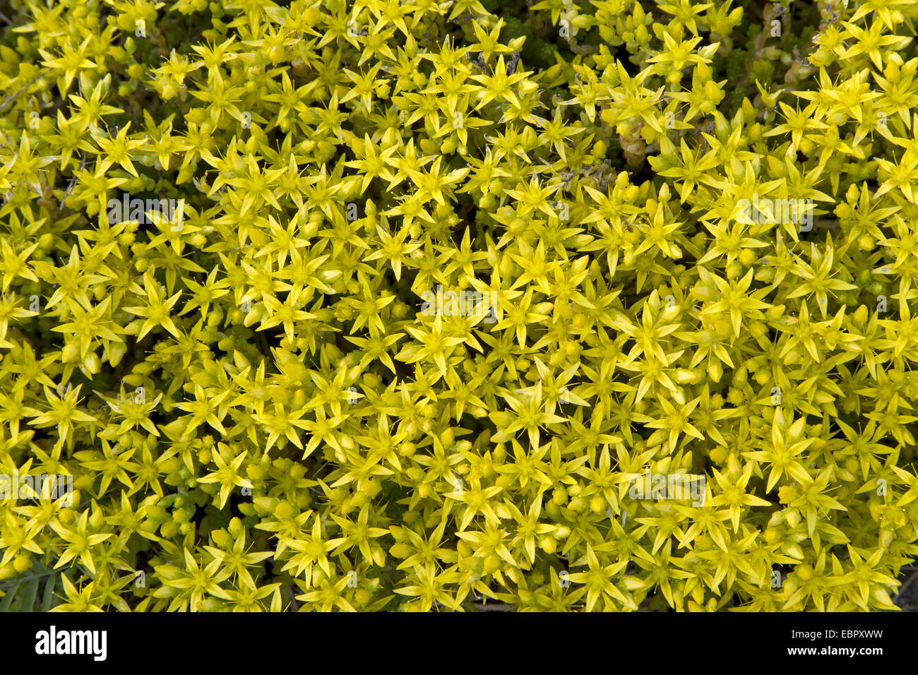 common stonecrop, biting stonecrop, mossy stonecrop, wall-pepper, gold-moss (Sedum acre), blooming, Germany, Schleswig-Holstein Stock Photo