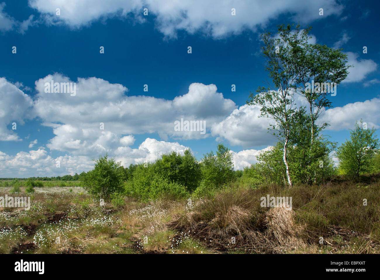 moorland with cotton grass, Germany, Lower Saxony, Oldenburger Muensterland, Goldenstedter Moor Stock Photo