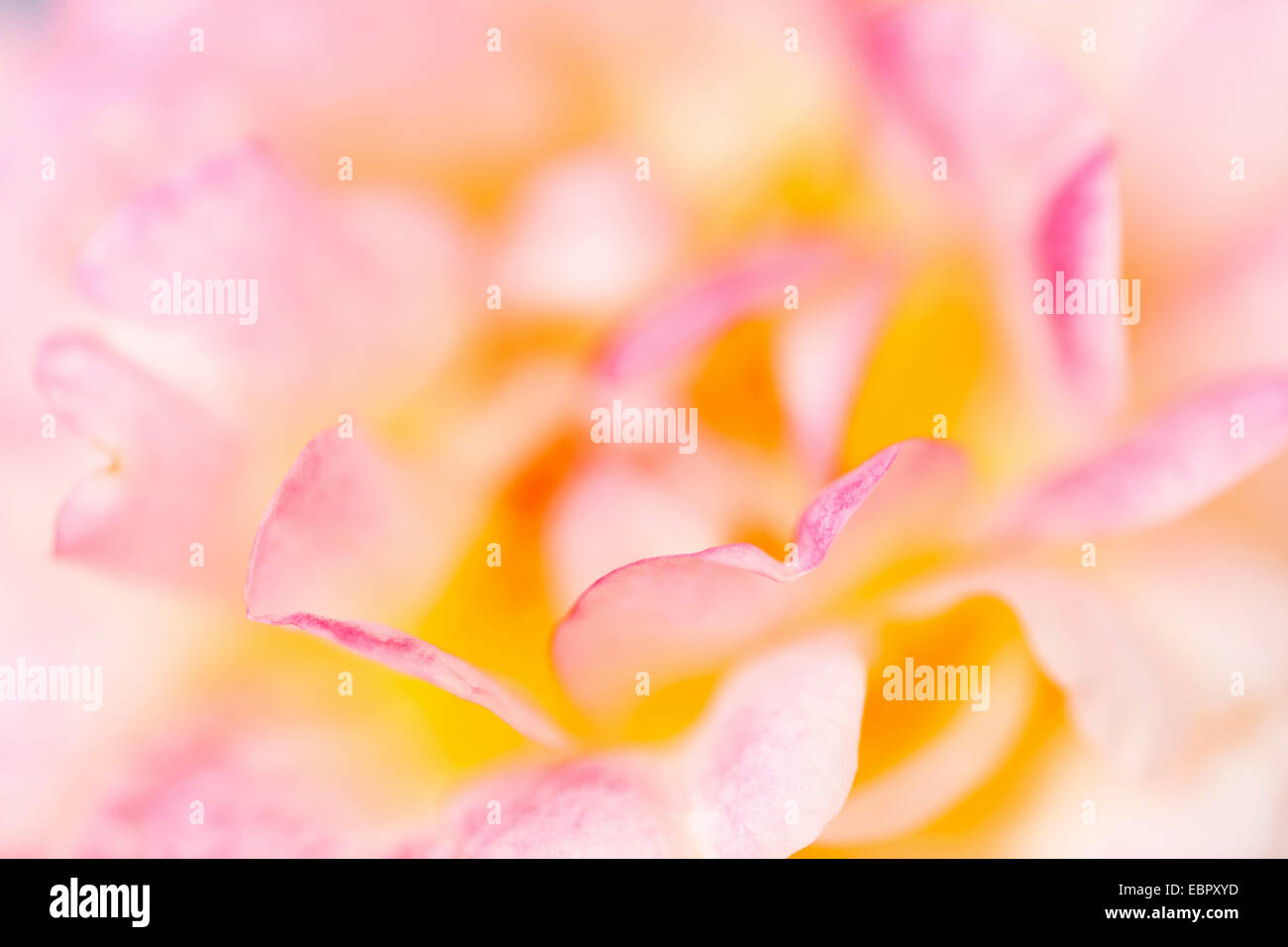 ornamental rose (Rosa spec.), blossom Stock Photo