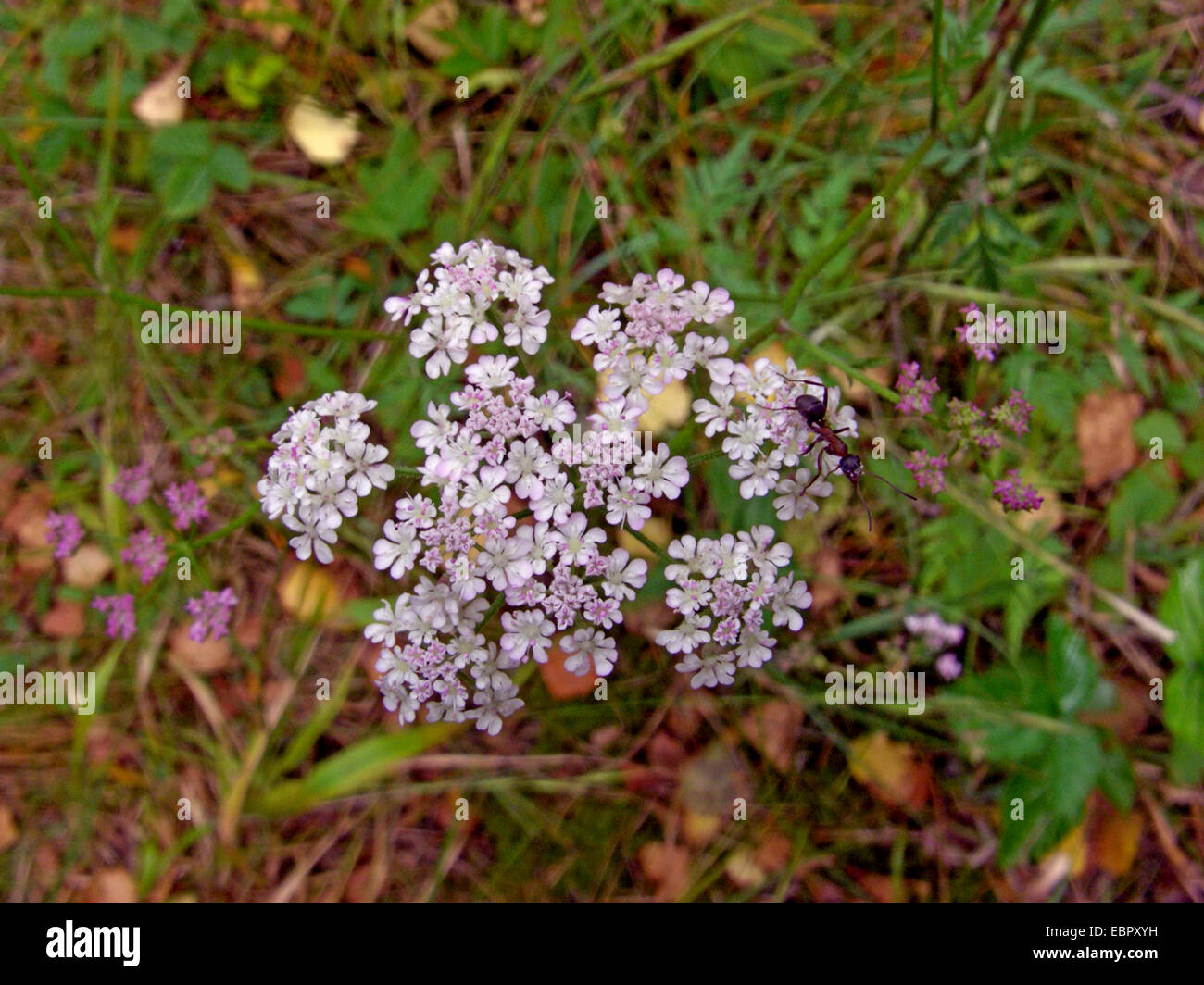 Japanese hedgeparsley, upright hedgeparsley, erect hedgeparsley