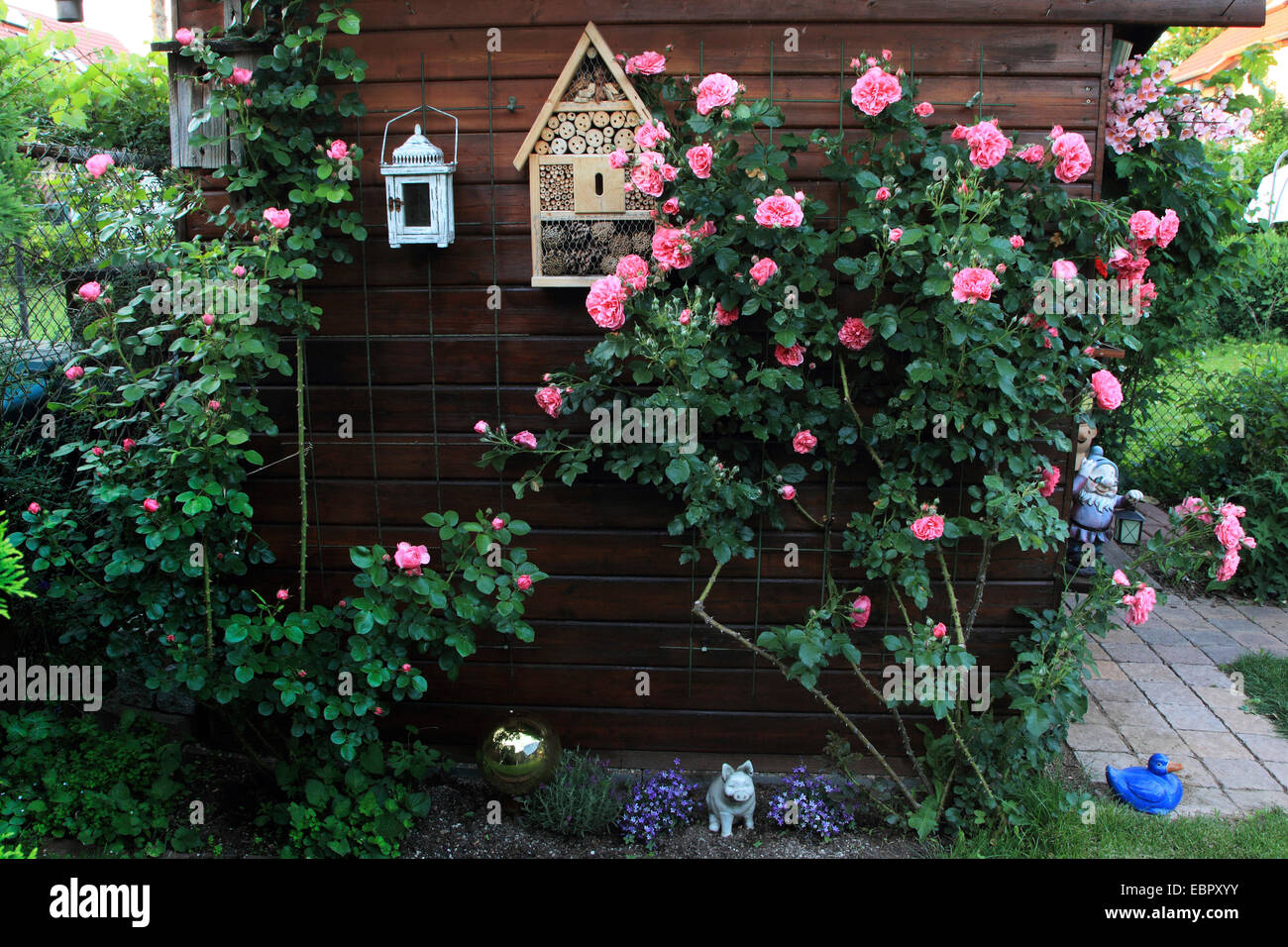gardenhouse with rose and insect hotel, Germany Stock Photo