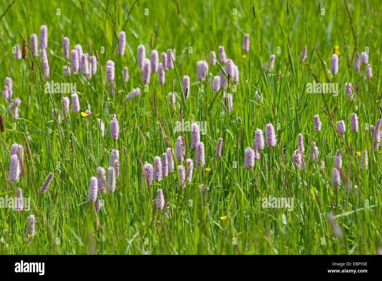 Common bistort, Meadow bistort (Polygonum bistorta, Bistorta officinalis, Bistorta major, Persicaria bistorta), blooming in a meadow, Germany Stock Photo