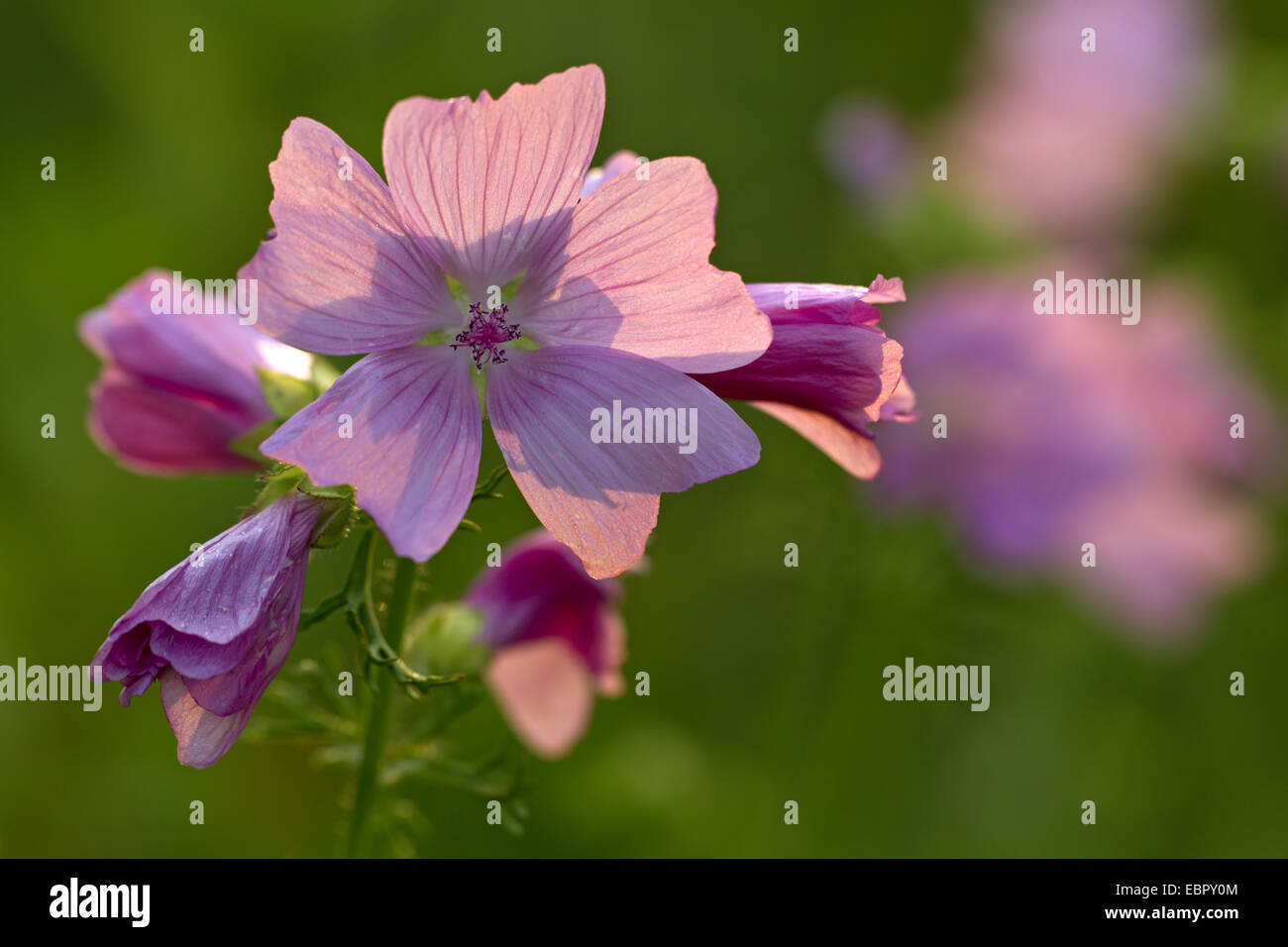 musk mallow, musk cheeseweed (Malva moschata), flowers in backlight, Germany, Schleswig-Holstein Stock Photo