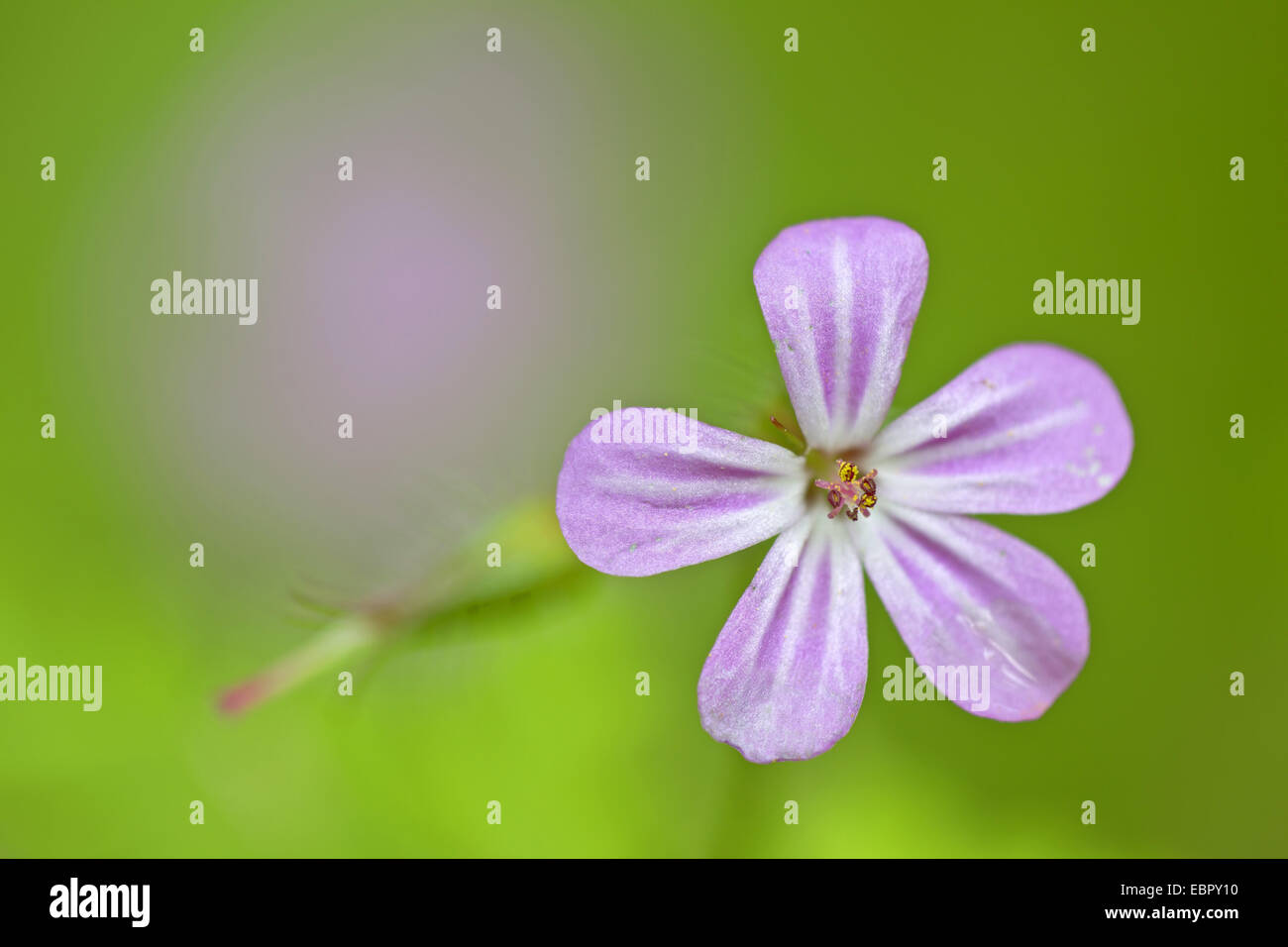Herb Robert, Red Robin, Death come quickly, Robert Geranium (Geranium robertianum, Robertiella
