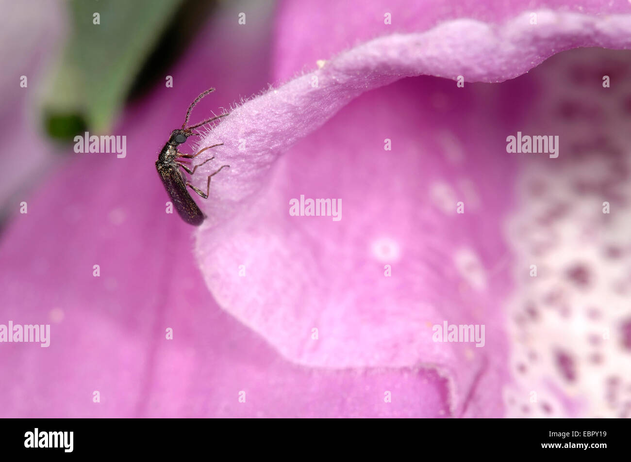 Dasytes plumbeus (Dasytes plumbeus), tiny beetle on blossom, Germany Stock Photo