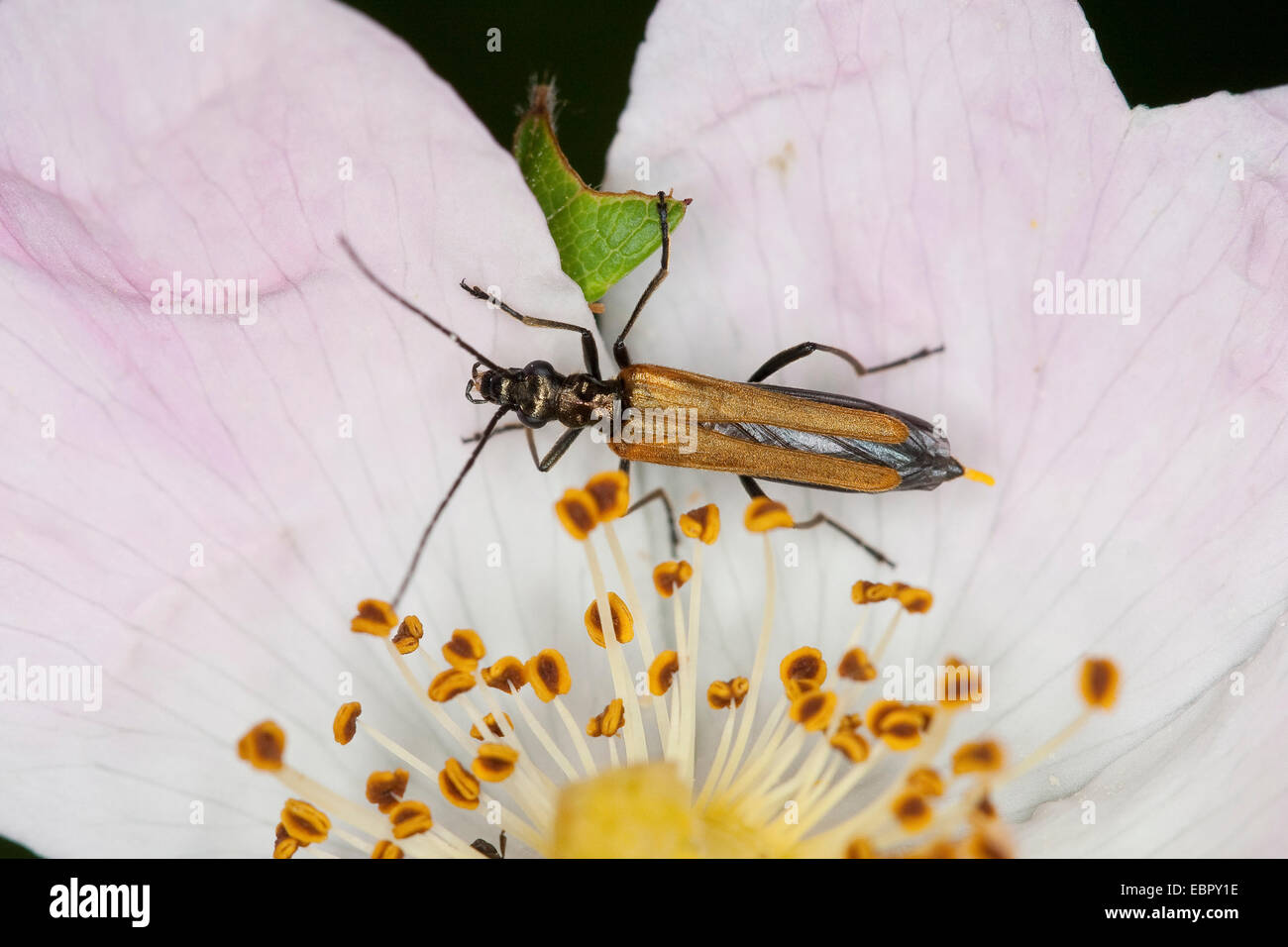 Pollenfeeding Beetle, Thicklegged Flower Beetle (Oedemera femorata