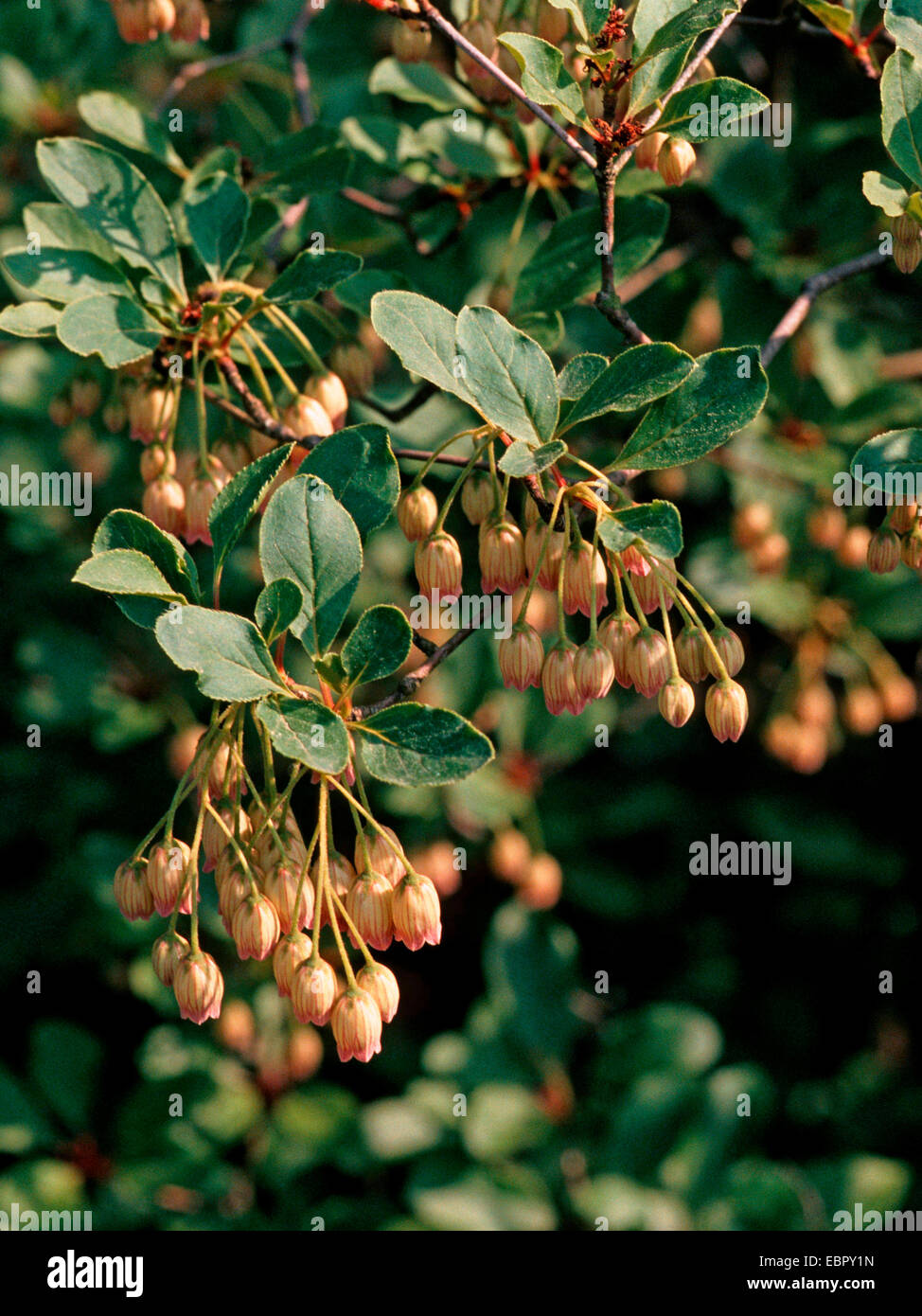 Redvein Enkianthus (Enkianthus campanulatus), blooming Stock Photo