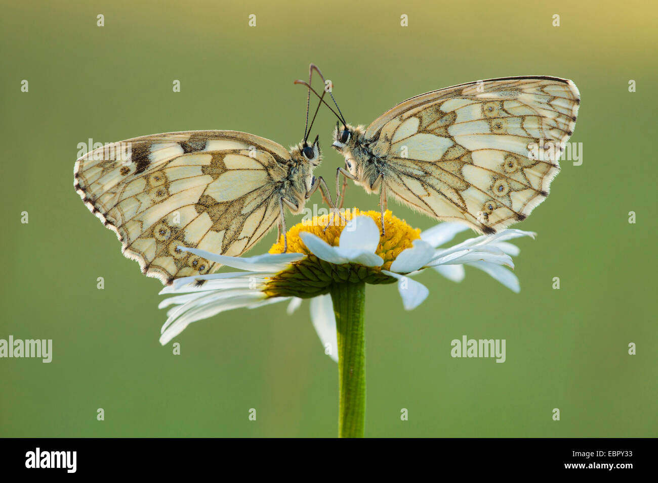 marbled white (Melanargia galathea), two butterflies sitting toward on a daisy, Germany, Rhineland-Palatinate Stock Photo