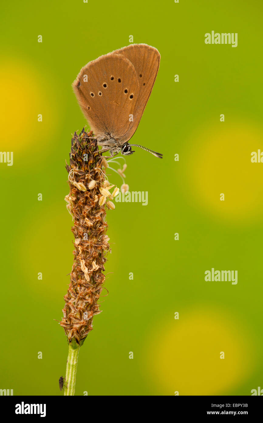 dusky large blue (Maculinea nausithous, Phengaris nausithous), sitting on plantago flower spike, Germany, North Rhine-Westphalia Stock Photo