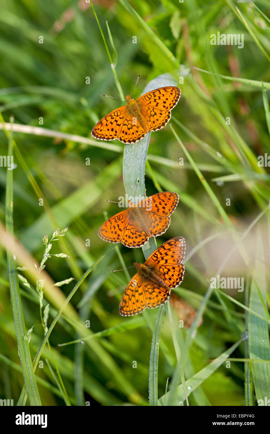 lesser marbled fritillary (Brenthis ino), three brush-footed butterflies sitting on a spear, Germany, Rhineland-Palatinate Stock Photo